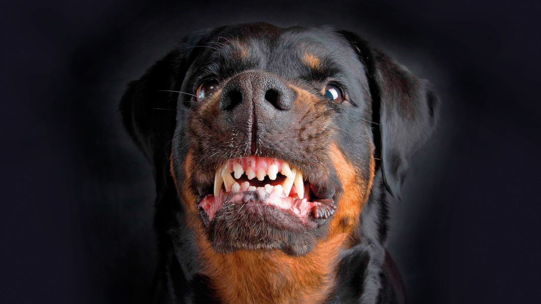 Wie ein Hofhund an der Kette