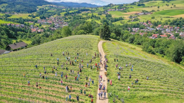 Weinbau mit Zukunft