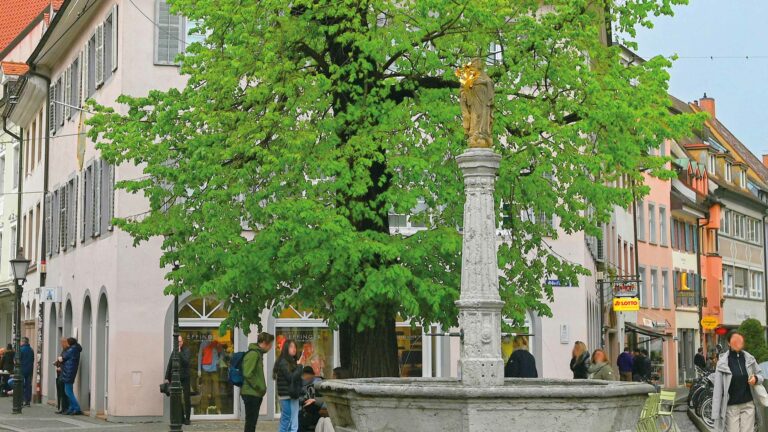 Wie standfest ist die Linde am Oberlindenplatz?
