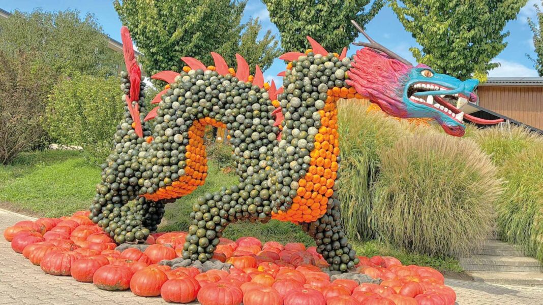 kürbis drache