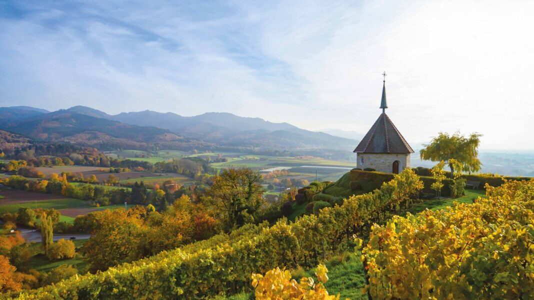 Reben Weinreben Kaiserstuhl Genuss Erlebnis