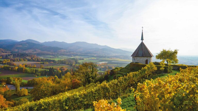 Reben Weinreben Kaiserstuhl Genuss Erlebnis
